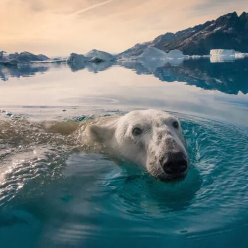Biodiversity: Through the Lens – A Conversation with John Steele