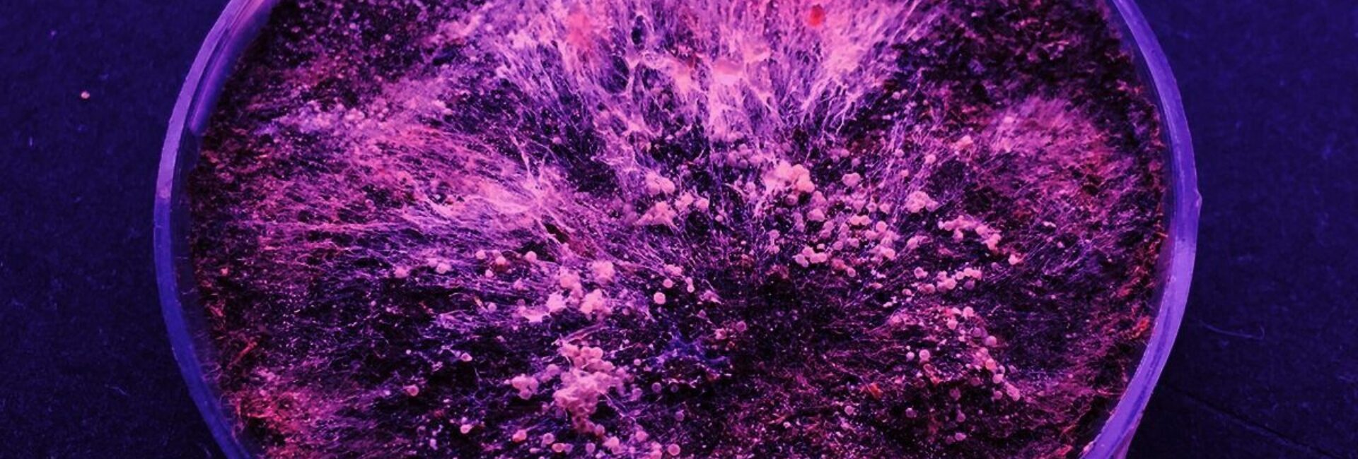 Symbiotic Spell - Workshop Tomasello Forti