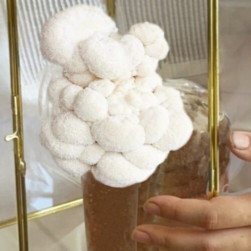 Gabriele Nasole — Cetacæ