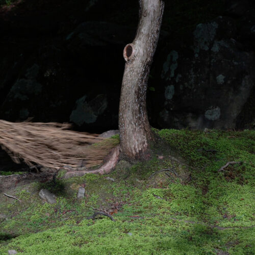 Giulia Braglia — Ephemeral Gardens